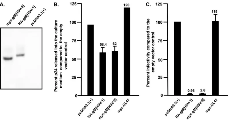 FIG 5 The gM from HSV-2 also restricts HIV-1 replication. 293 cells were cotransfected with the pcDNA3.1(HA-gM[HSV-1] and myc-gM[HSV-2] proteins in 293 cells