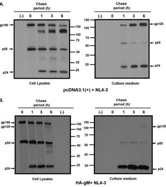 FIG 6 HSV-1 gM inhibits the processing of HIV-1 gp160 and release of gp120. 293 cells were cotransfectedwith the empty pcDNA3.1(�) vector or one expressing HA-gM and pNL4-3
