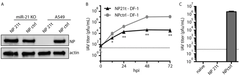 FIG 4 miR-21-targeted virus is attenuated in inﬂuenza-susceptible hosts. (A) miR-21 KO MDCK and A549 cells were infectedat an MOI of 0.5 with NP-21t or NP-ctrl virus for a single cycle of replication