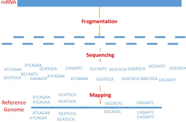 Figure 3.1: Work-ﬂow of an RNA-Seq technology experiment.
