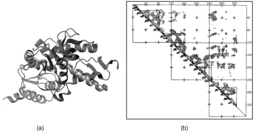 Figure 20.2. Domain structure of dogfish lactate dehydrogenase, determined using the C a–Ca distance map