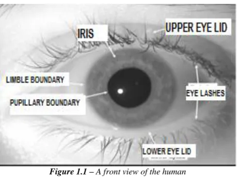 Figure 1.1 – A front view of the human 