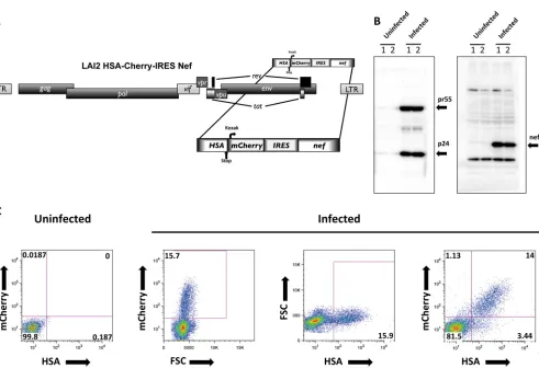 FIG 1 (A) Schematic representation of the full-length HIV-1 LAI2 HSA-mCherry-IRES-Nef reporter virus used in this study and speciﬁcally built for the magneticAt 4 days postinfection, the cells were stained with biotin-conjugatedcells and of uninfected cont