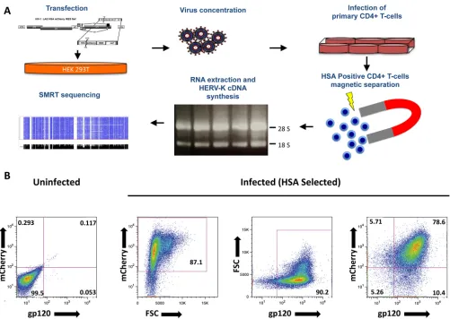 FIG 2 (A) Stepwise schematic representation of the procedure leading to the enrichment of infected CD4� T cells necessary to achieve a low-backgroundHIV-1-deﬁned HERV-K expression proﬁle