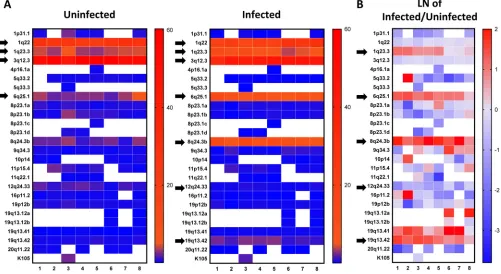 FIG 4 (A) Heat map representation of HERV-K HML-2 expression in HIV-1-infected cells and uninfected controls from eight different donors