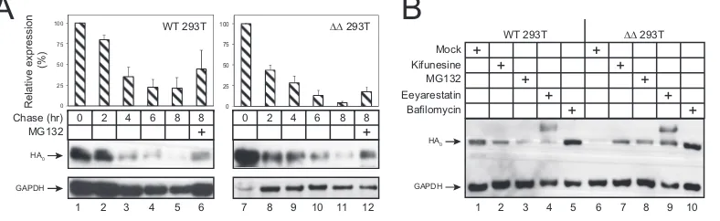 FIG 3 HA degradation via ERAD. (A) WT and ΔΔ 293T cells were transfected with an H5 expression vector, and the HA steadystate was chased at the indicated time points by Western blotting after treatment with cycloheximide (CHX) at 50 �g/ml