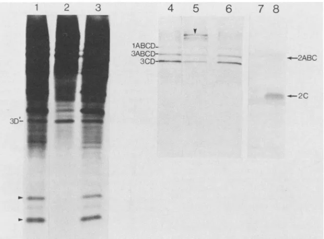 FIG. 2.exposures7describedof and antibody; Effects of anti-3C and anti-2C on processing of poliovirus precursor proteins
