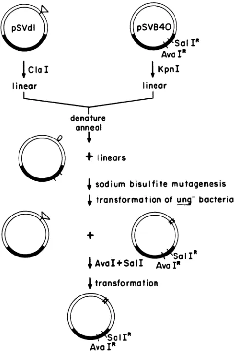TABLE 1. Infectivity of SV40 point mutants