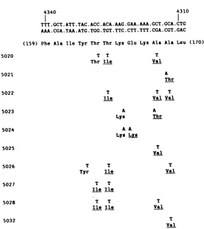 FIG. 2.correspondingtheacid Sequences of point mutants isolated by using d11137 as template