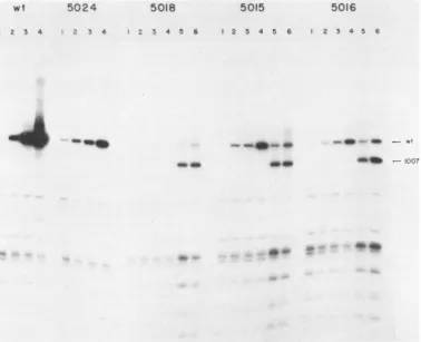 FIG. 5.DpnIDNADNA.added Replication of SV40 point mutant DNA in monkey cells. Subconfluent BSC40 cell monolayers were transfected with point mutant or point mutant DNA plus helper d11007 DNA