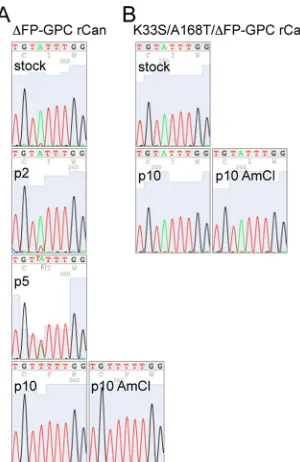 FIG 8 ΔFP-GPC rCan undergoes I427F reversion upon serial passage, whereas K33S/A168T/ΔFP rCan doesnot