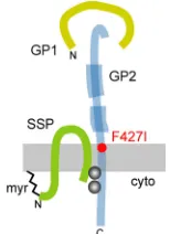 FIG 1 Arenavirus GPC. Schematic drawing of GPC subunit organization. Features include SSP myristoyl-ation (myr), the binuclear SSP-GP2 zinc ﬁnger (gray balls), and the N- and C-terminal heptad-repeatregions in GP2 (thick blue), diagnostic of class I viral 