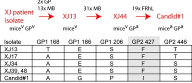 FIG 2 Derivation of Candid#1 (13). (Top) Passage history and selected intermediate isolates