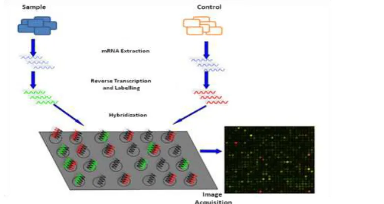 Fig. 1: A typical Affymetrix® Gene Chip (www.affymetrix.com).  