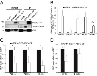 FIG 7 GFP–ASFV-DP is able to bind both viral and cellular mRNAs in the context of ASFV infection, decreasing both types of3).normalized to 18S RNA (mediansmRNA