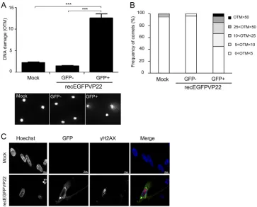 FIG 1 Induction of DNA damage in cells lytically infected with MDV. CESCs were infected with 10comets are shown (bottom)