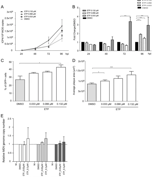 FIG 2 DNA damage induction enhances MDV replication. (A to D) CESCs were infected with recEGFPVP22 and treated at 6 hpi with etoposide (ETP), bleomycin,Meanshydroxyurea (HU), and H2O2 at the indicated concentrations or with DMSO or H2O (as negative control