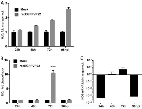 FIG 3 MDV replication induces production of ROS and NO. CESCs were mock infected or infected with0.001