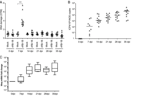 FIG 4 Induction of DNA damage in PBMCs of chickens infected with MDV. Speciﬁc-pathogen-free (SPF) susceptible White Leghorn chicksbars