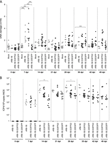 FIG 5 Role of VP22 and DNA damage in MDV-mediated oncogenicity in chickens. SPF White Leghorn chicks werecopies per 10inoculated with 1,500 PFU of vRB-1B, vRB-1B EGFP22, or vRB-1B 22EGFP