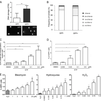 FIG 6 DNA damage during MDV reactivation. 3867K cells undergoing MDV lytic replication were sorted by cytometry on the basis of thewith respect to their OTM values