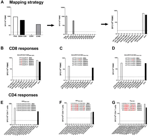 FIG 2 Mapping of CD8 and CD4 cross-reactive DENV-ZIKV T cell epitopes. (A) Example of the mapping strategy