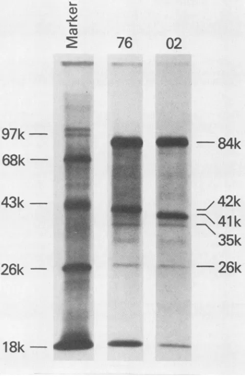 FIG. 2.andare Restriction map of LPV-76 DNA. The maps were constructed from the data in Fig