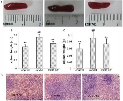 Figure 2. The changes of spleen in chronic colitis. A: Representative photograph of spleen at the end of experiment, the control group, the model group, EGB761 group