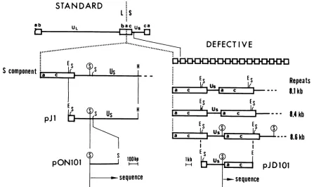FIG.1.ThreeforofthecomponentpJD101 the Structure and origin of the defective HSV-1 (Justin) genomes and the derivation of the standard and defective virus clones
