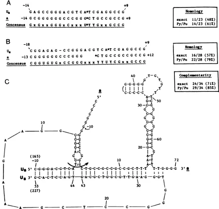 FIG. 5.juxtaposingTheat(denotedpairspositionslightlyUssequence an The alignment of the Us and a sequences surrounding the Us-a crossover point
