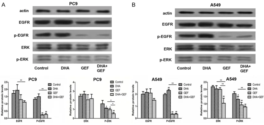 Figure 5. Western blot detection of the effect of DHA and gefitinib (GEF) on the protein expression of the EGFR and ERK signaling molecules in PC9 and A549 cells