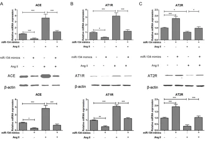 Figure 5. VSMCs were transfected with miRNA-134 mimics or inhibitor for 12 hours, mRNA and protein expression of ACE (A), AT1R (B) and AT2R (C) were analyzed by real-time PCR or western blotting respectively