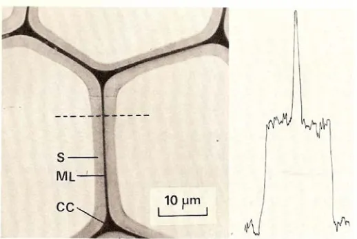 Figure 1.5 Transverse section of a spruce tracheid photographed in UV light (240nm) (the densitometer tracing has been taken across the tracheid wall along the dotted line.) S, secondary wall; WL, compound middle lamella; CC, cell corner