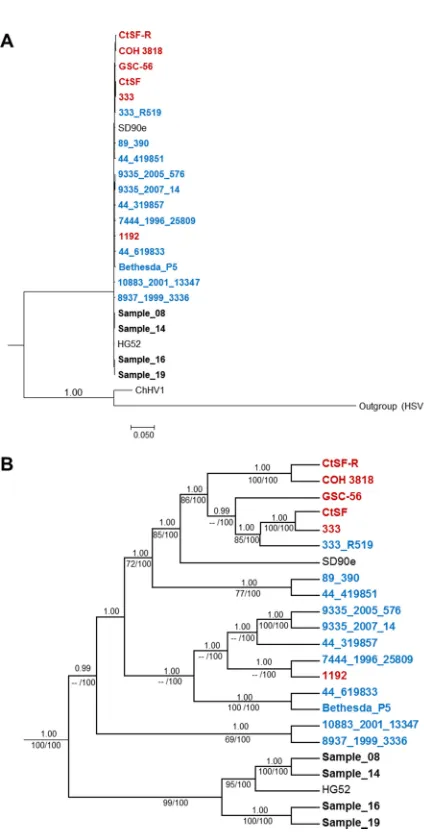 FIG 5 Bayesian majority rule consensus tree of 23 genomic HSV-2 sequences. The North American strainswere from Kolb et al