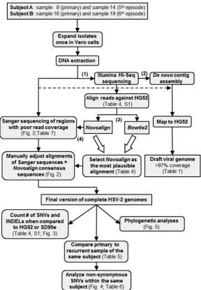 FIG 1 Flow chart summarizing the data generation and analysis workﬂow. (1) HSV-2 was isolated fromreference, were compared based on the numbers of SNVs and indels that appeared inIllumina read depth