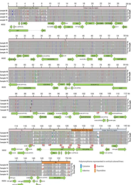 FIG 2 Features of the complete HSV-2 genomes aligned with the HSV-2 strain HG52 reference sequence