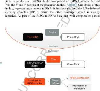 FIGURE 1miRNA Biogenesis. In the nucleus, pri-miRNA transcripts are either transcribed byare loaded into the RISC complex to target specific mRNA molecules for degradation or inhibi-RNA polymerase II from independent genes or represent introns of protein-c