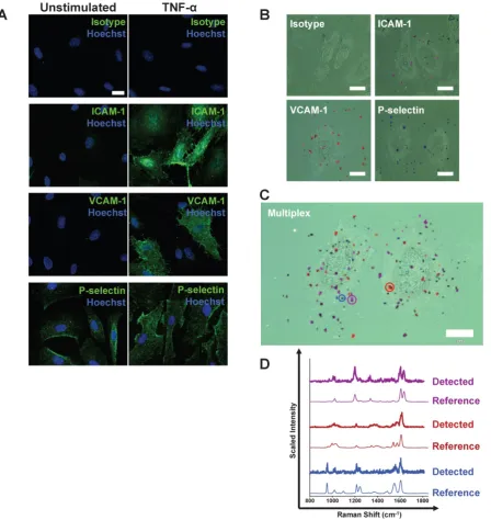 Figure 1. Following stimulation, coronary artery endothelial cells (CAEC) express adhesion molecules detectable via immuno-SERS imaging in 
