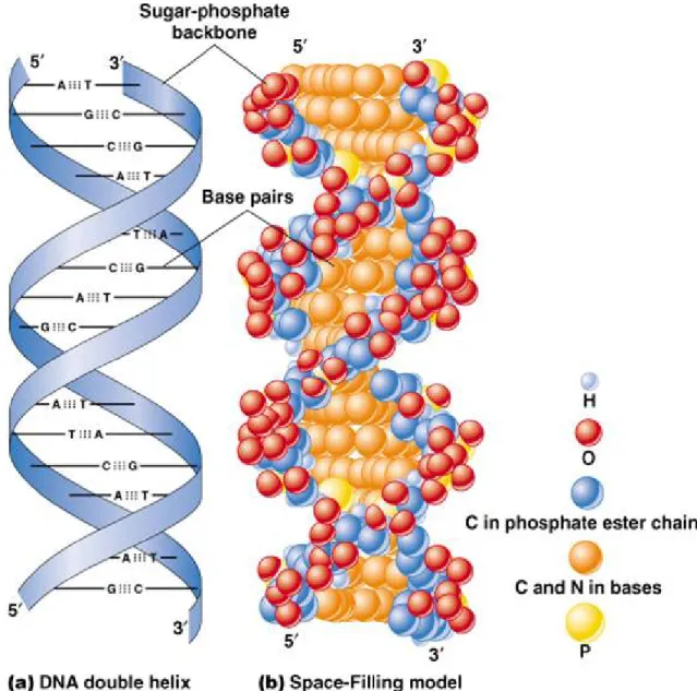 Figure 14: Structure of double helical DNA 