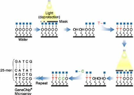 Figure 1: Lithographic process of GeneChip microarray production used by  Affymetrix (http://www.affymetrix.com/technology/manufacturing/index.affx)