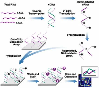 Figure 2: The process of fluorescently labeled RNA probe production (From  Affymetrix web site)