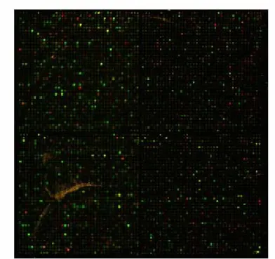 Figure 3: Gene expression data. Each spot represents the expression level of a  gene in two different experiments
