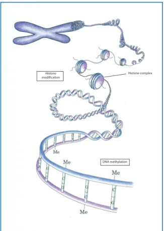 Figure 1. Epigenetic Modifications.