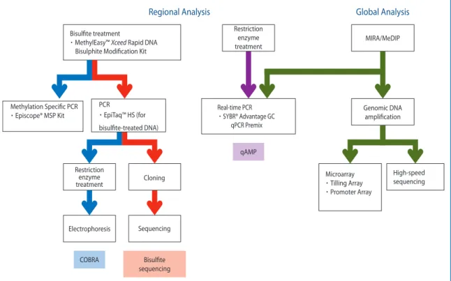 Figure 2. Work flow of DNA Methylation Analyses.