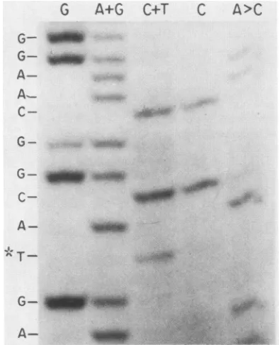 FIG. 2.thatAd2hr400cytosineAd2,mutantshistidine Maxam and Gilbert (43) sequence analysis of the DBP gene