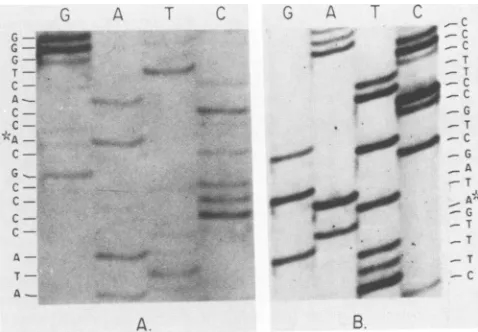 FIG. 3.(P-Thr),orlabeled(see Ad2hr400-infected Two-dimensional separation of phosphoamino acids