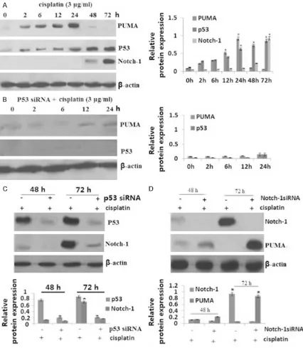 Figure 1. p53-dependent induction of PUMA by cisplatin treatment. A. SKOV3 ovarian cancer cells was treated with 3 μg/ml of cisplatin for 24, 48 and 72 hs