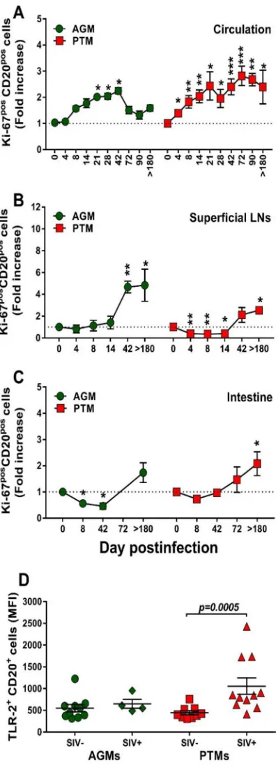FIG 8 Changes in Ki-67 expression on total B cells over the course of progressive SIVsab infection ofSIVsab infection of AGMs and nonprogressive SIVsab infection of PTMs