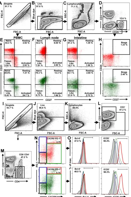 FIG 1 Flow cytometry strategy for identiﬁcation of total B cells, B cells subsets, and Tfh cells in PBMCs, LNs, and intestine