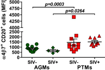 FIG 5 Mean ﬂuorescence intensity (MFI) of �4�7 integrin expression on total B cells in AGMs and PTMs.Results for uninfected (green circles) and SIVsab-infected (green diamonds) AGMs and uninfected (redsquares) and SIVsab-infected (red triangles) PTMs are s